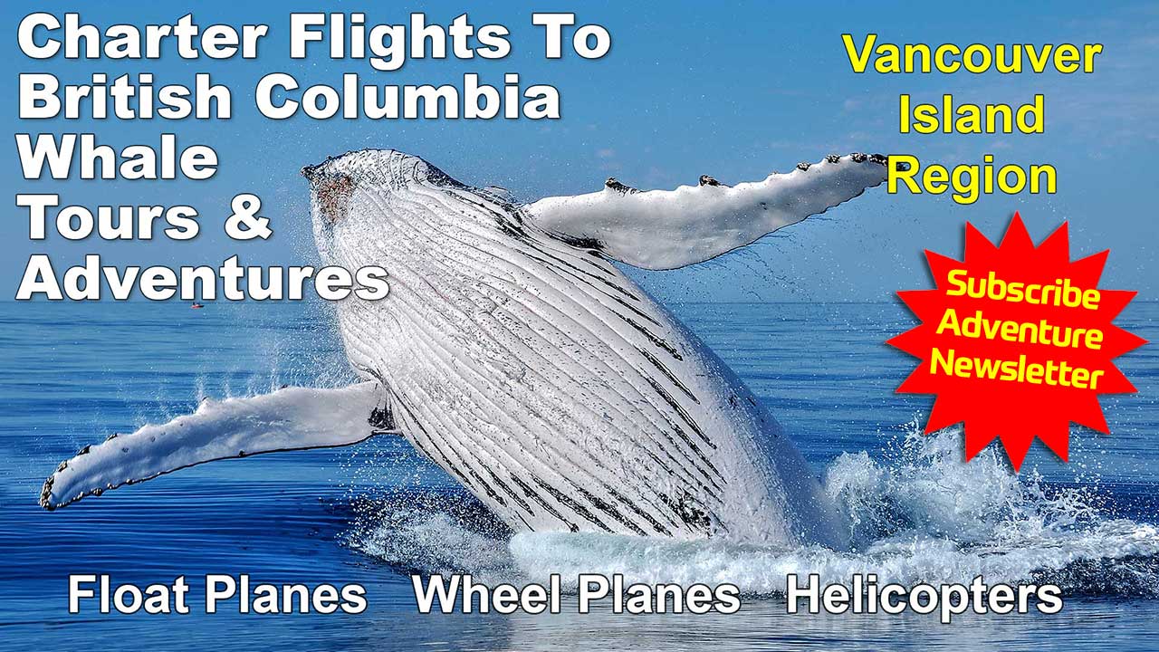 Vancouver Island Whale Watching